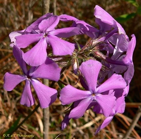 {Phlox pilosa}